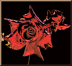 Red red rose