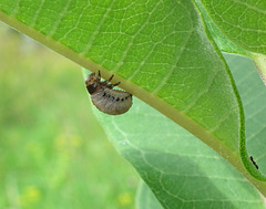 chrysomèle de l'asclépiade / milkweed labidomera