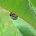 chrysomèle de l'asclépiade / milkweed labidomera