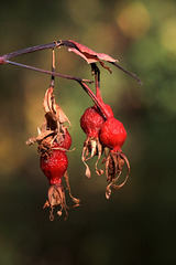 Rose Hips