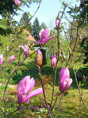 049  Susan's Magnolie - Schöne Hybridsorte aus den USA