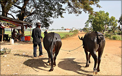 cambodian water buffaloes