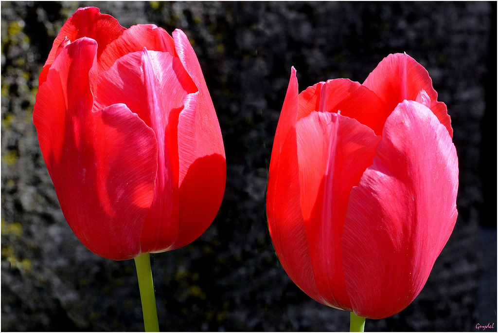 Duo Rouge !