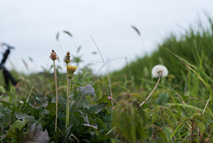 Wild flowers by the paddy