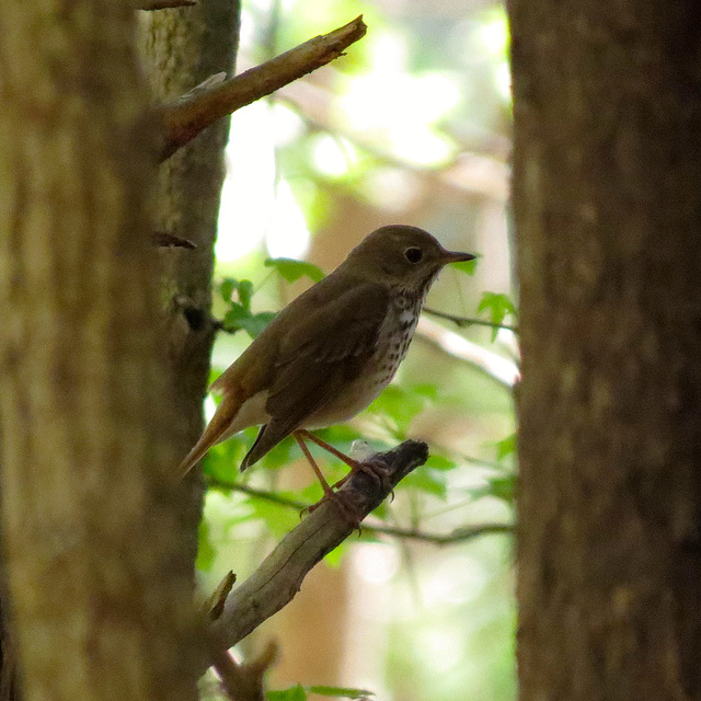 Hermit thrush