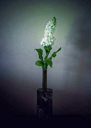 night Scented