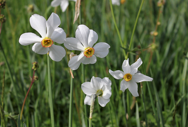 le temps des narcisses- Narcissus poeticus