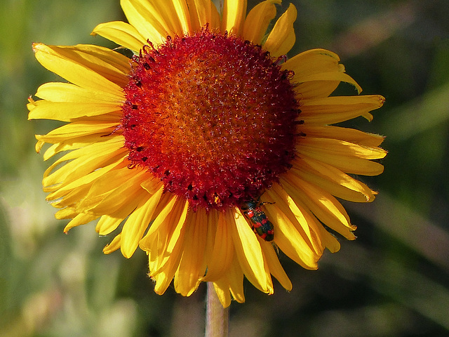 Gaillardia with beetle