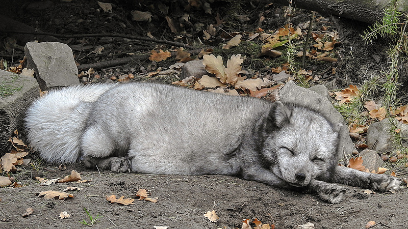 20181021 4340CPw [D~HF] Polarfuchs (Alopes lagopus), Tierpark Herford