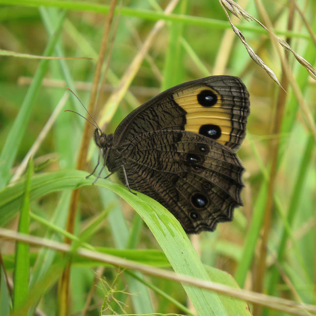 Common wood-nymph