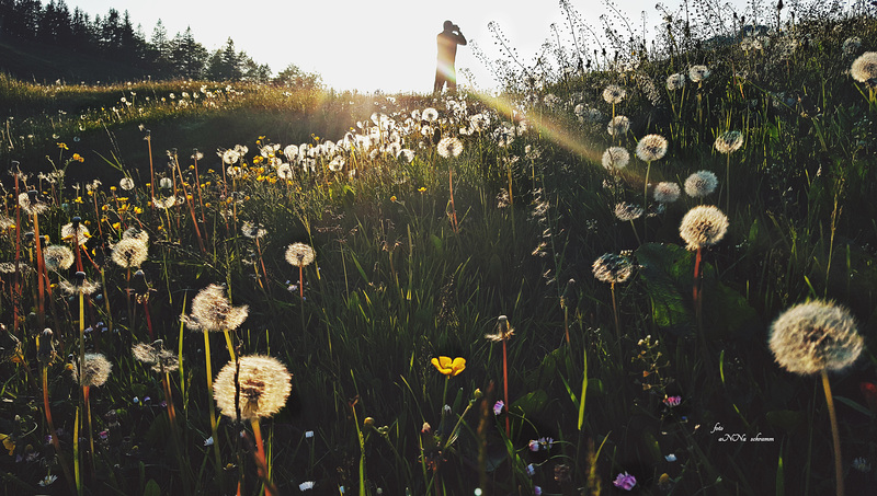 Pusteblumen und Hirtentäschel