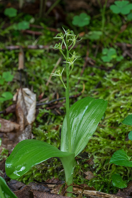 Liparis loeselii (Loesel's Twayblade orchid)