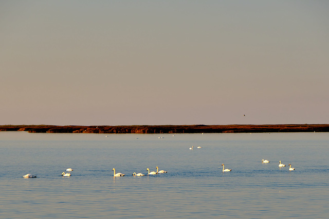 Ostseeschwäne