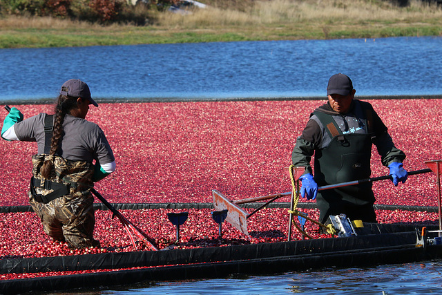 Raking the cranberries