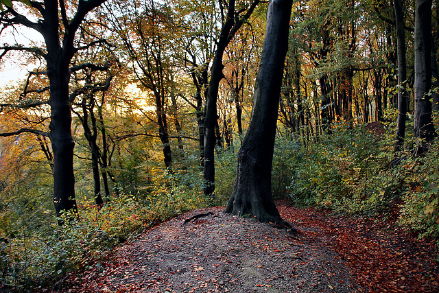 Weg am Kötterberg (Bochum-Grumme) / 11.11.2023