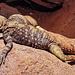20230728 3322CPw [D~HF] Hardun (Laudakia stellio), Tierpark Herford