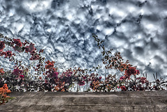 fence and bouganvillia hdr like edit