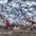 fence and bouganvillia hdr like edit