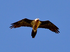 DSC 4664 Lammergeier (Gypaetus barbatus)