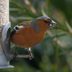 Chaffinch