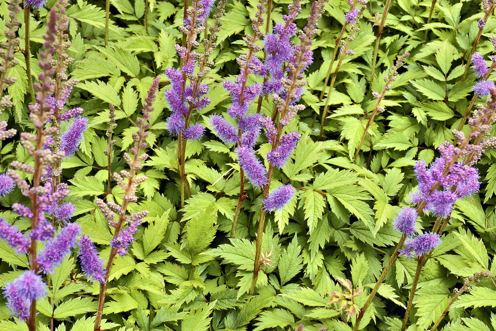 Chinese Astibe – Botanical Garden, Montréal, Québec