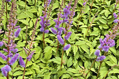 Chinese Astibe – Botanical Garden, Montréal, Québec