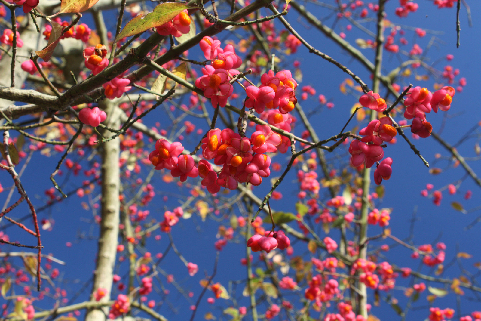 Autumn Pink