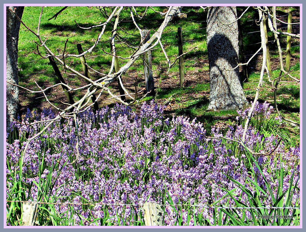 Bluebells Growing Wild.