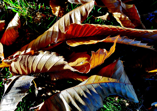 Fallen Leaves