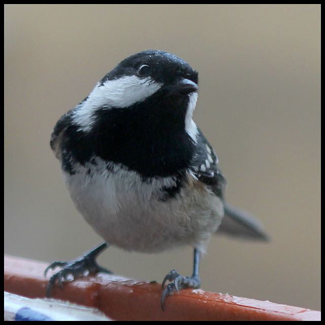 'tite noire sous la pluie