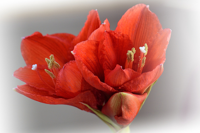 Amaryllis