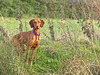 Hungarian Vizsla