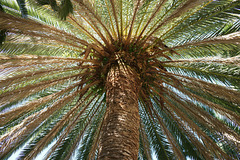 Palm Tree In Icod