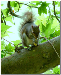 Squirrel in the Valentino Park