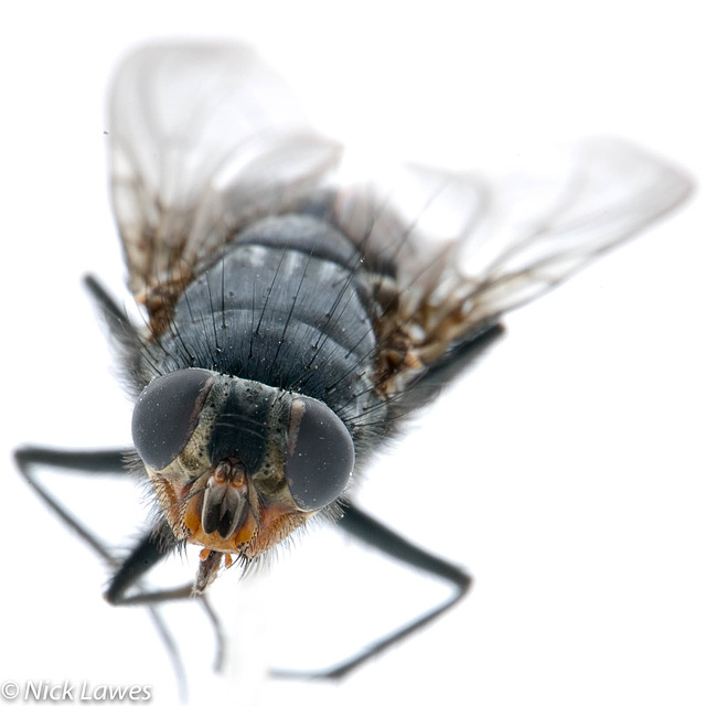 Fly Macro