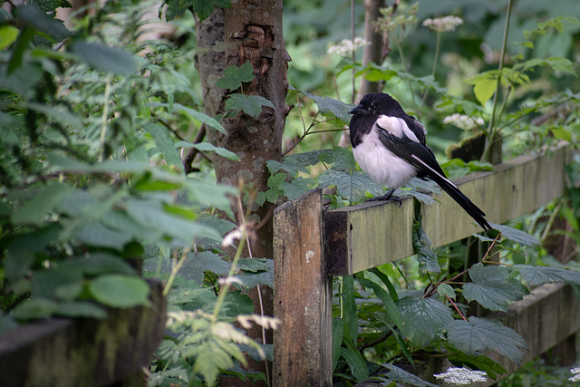 Juvenile Magpie