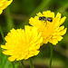 20230626 1363CPw [D~LIP] Kleinköpfiger Pippau (Crepis capillaris), Wildbiene, Bad Salzuflen