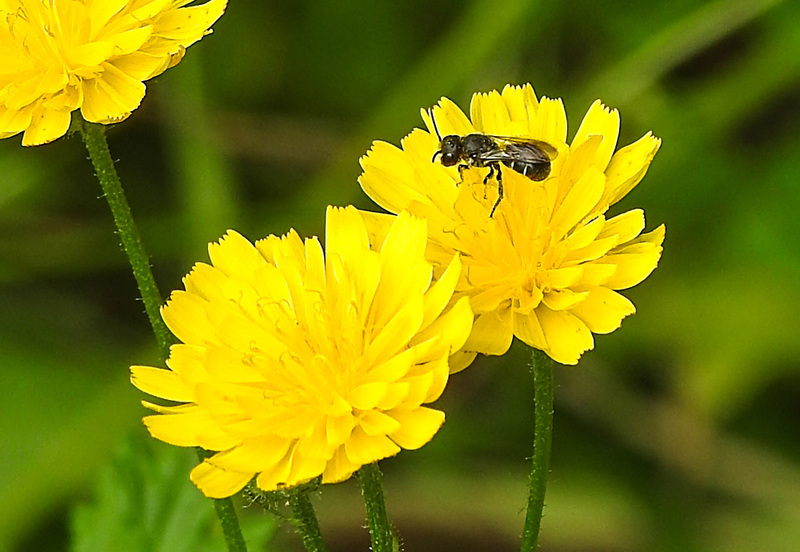 20230626 1363CPw [D~LIP] Kleinköpfiger Pippau (Crepis capillaris), Wildbiene, Bad Salzuflen