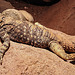 20230728 3323CPw [D~HF] Hardun (Laudakia stellio), Tierpark Herford