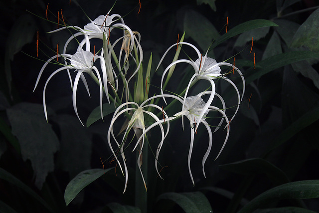 Lys araignée ( Hymenocallis )