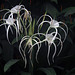 Lys araignée ( Hymenocallis )