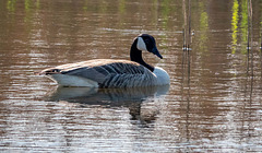 Canada goose