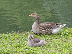 Greylag Goose and Sleepy Gosling