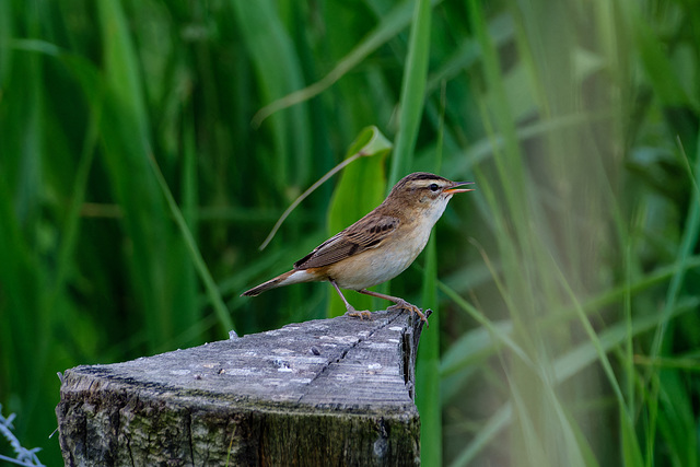 IMG 7793-web