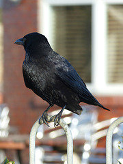 Carrion Crow (1) - 13 January 2015