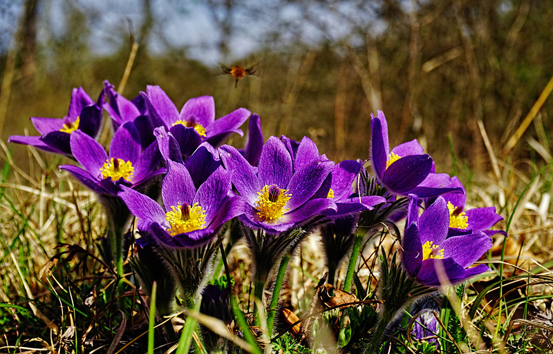 Küchenschellen - Annemone pulsatilla - L'anémone pulsatille