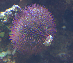 IMG 5781Seaurchin