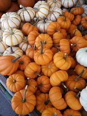 tiny pumpkin pile - theme: orange