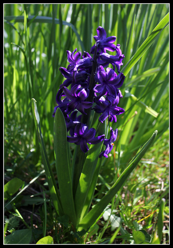 Jacinthes (2)