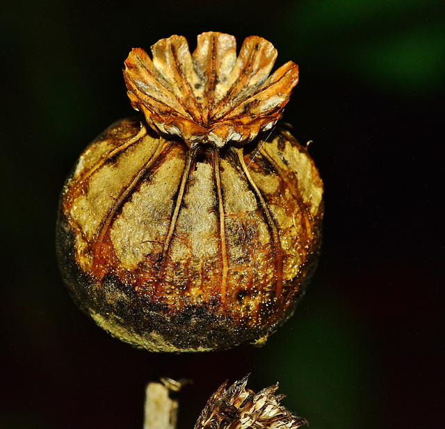 Poppy Seed Head